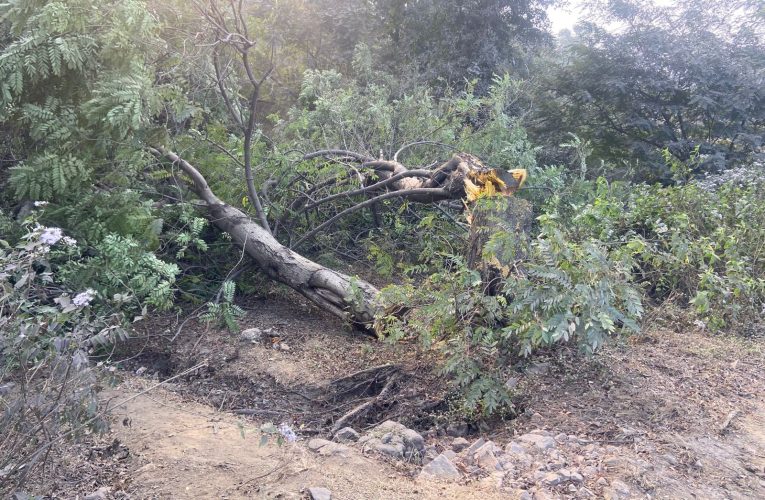 पूटकी.गोपालीचक में पेड़ कटाई पर ग्रामीणों का विरोध, काम रुका